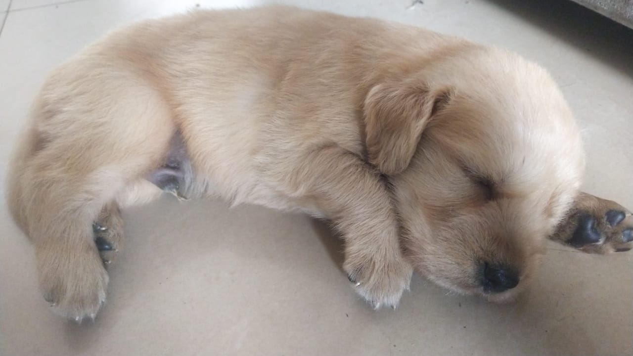 Goldern Retriver